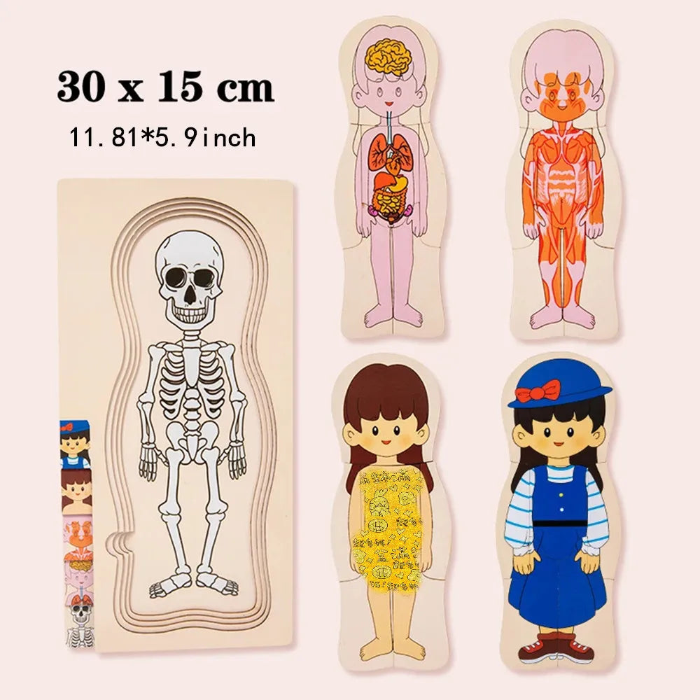 Explore the Wonders of the Human Body with Our Multi-Layer Wooden Puzzle - Perfect Montessori Learning Toy for Kids Aged 3-6!
